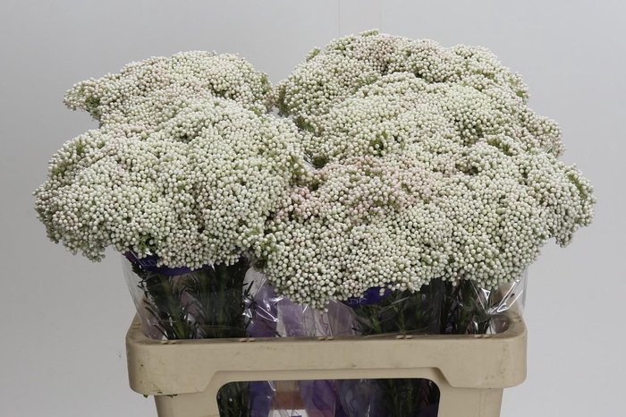 <h4>Ozothamnus Cooks Snow White</h4>