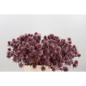 Eryn Magnetar Kl Bh Rose Goud