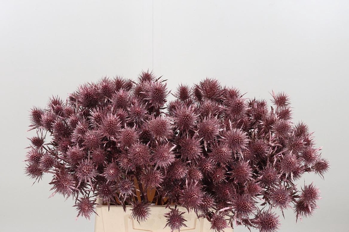 <h4>Eryn Magnetar Kl Bh Rose Goud</h4>