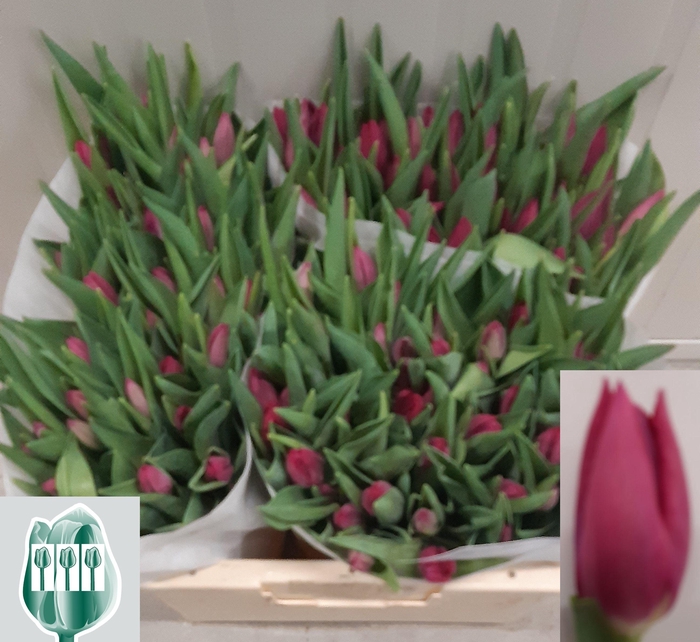 <h4>TU EN PINK ARDOUR</h4>