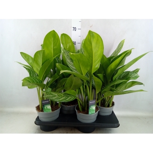 Aglaonema  'Stripes'