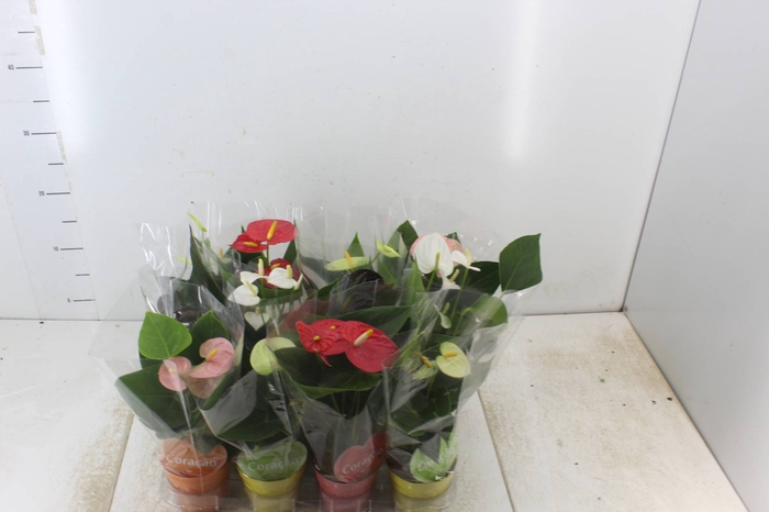 <h4>ANTHURIUM VARIADO P09</h4>