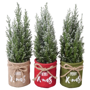 PTK25142 Ellwoodii met sneeuw in jute mix