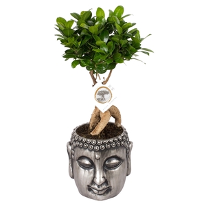 Ficus m. Ginseng pot ø12cm in ø16cm Silver Buddha pot