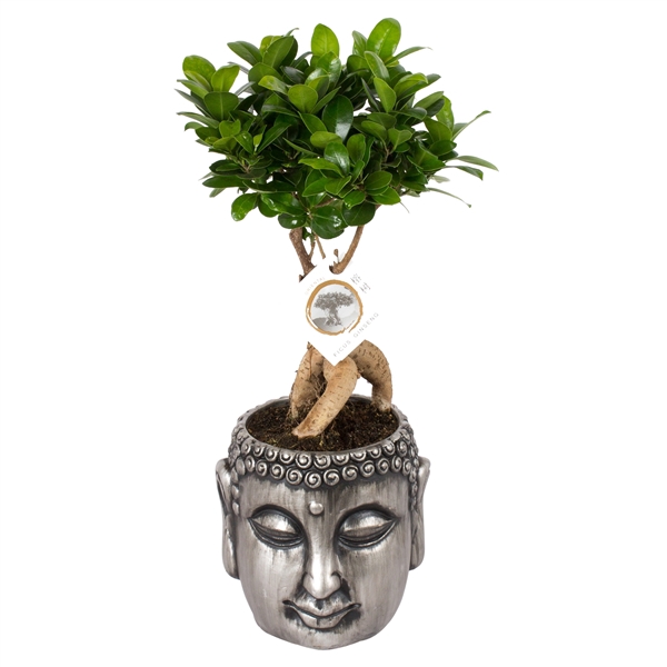 <h4>Ficus m. Ginseng pot ø12cm in ø16cm Silver Buddha pot</h4>