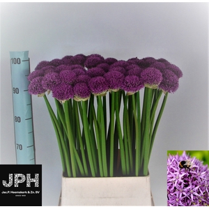 ALLIUM GLADIATOR