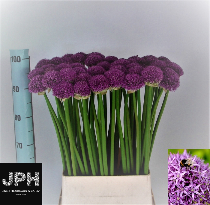 <h4>ALLIUM GLADIATOR</h4>