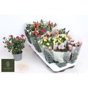 RO KORDANA GEM 6 SRT