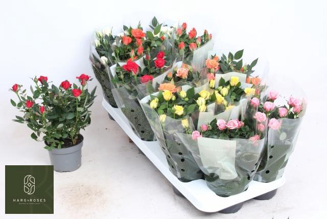 <h4>RO KORDANA GEM 6 SRT</h4>