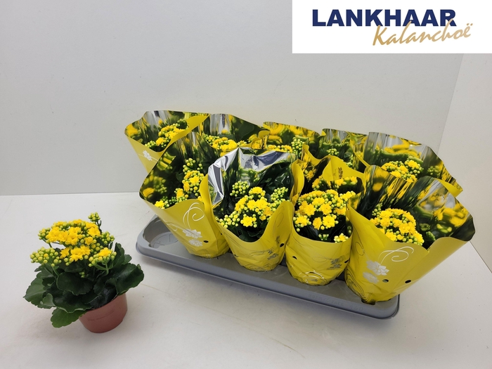 <h4>KAL GE PERFECTA YELL</h4>