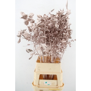 Ilex ve Champagne 100cm