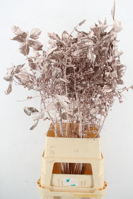 <h4>Ilex ve Champagne 100cm</h4>