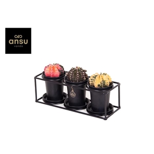 Cactus trio in design frame