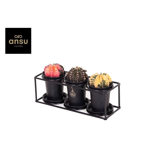 <h4>Cactus trio in design frame</h4>