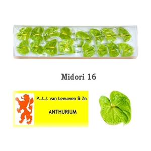 ANTH A MIDORI