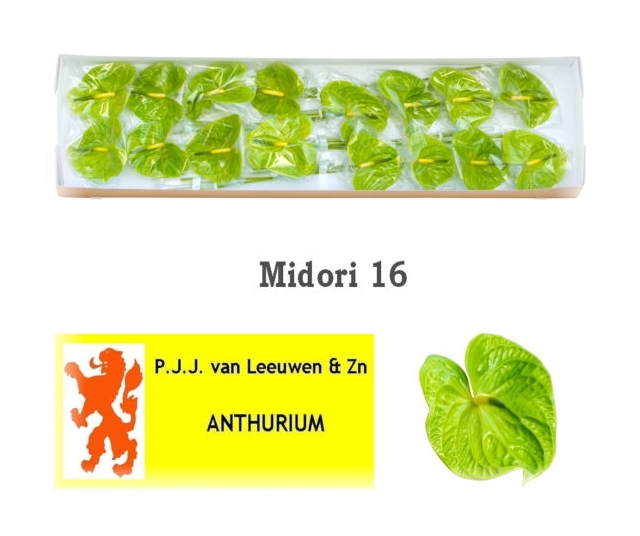 ANTH A MIDORI