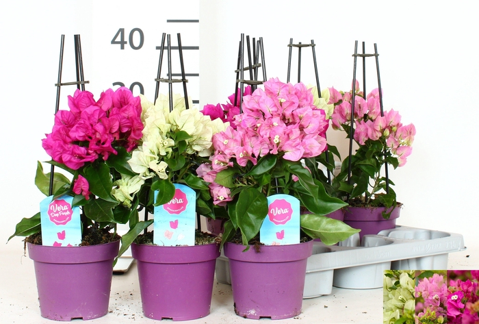 <h4>BOUGAINV OV</h4>