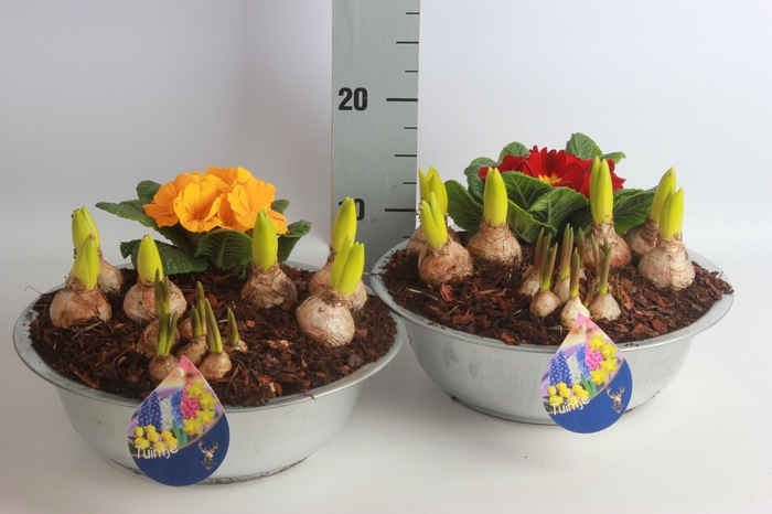 <h4>ARR BOL KNOLGEWAS</h4>