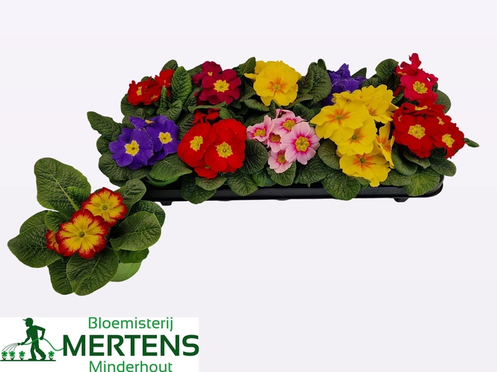 <h4>PRIM AC GEM</h4>