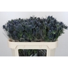 Eryngium Blue Dynamite