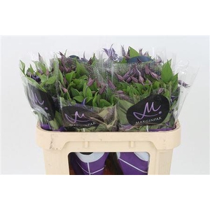 Clematis Blue Pirouette