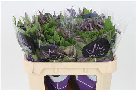 <h4>Clematis Blue Pirouette</h4>