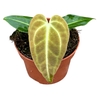 Anthurium blad