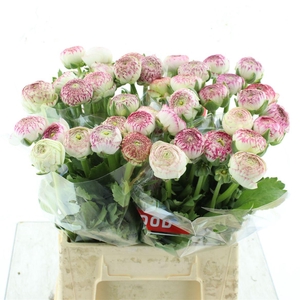 Ran Aazur Pi Stripe N L