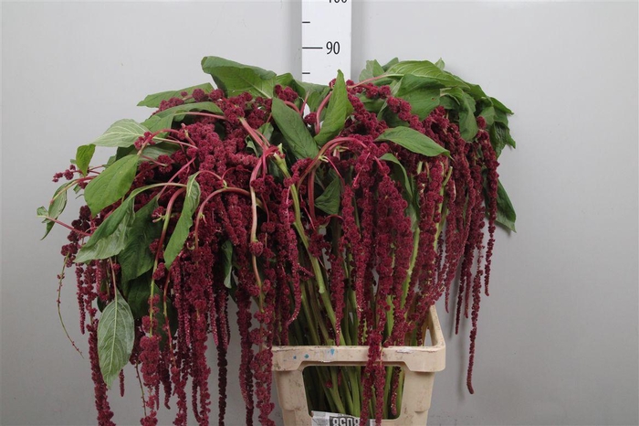 <h4>Amar Ca Red Cord</h4>