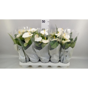 Anthurium andr. 'Cocos'