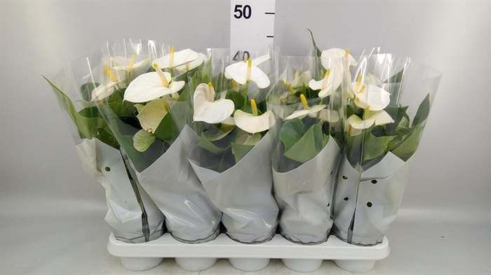 <h4>Anthurium andr. 'Cocos'</h4>