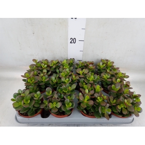 Crassula ovata 'Minor'