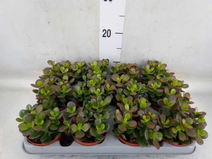 <h4>Crassula ovata 'Minor'</h4>