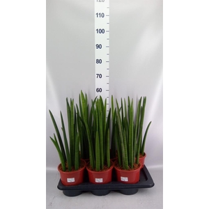 Sansevieria cyl.  ...