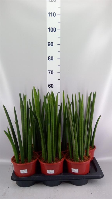 <h4>Sansevieria cyl.  ...</h4>