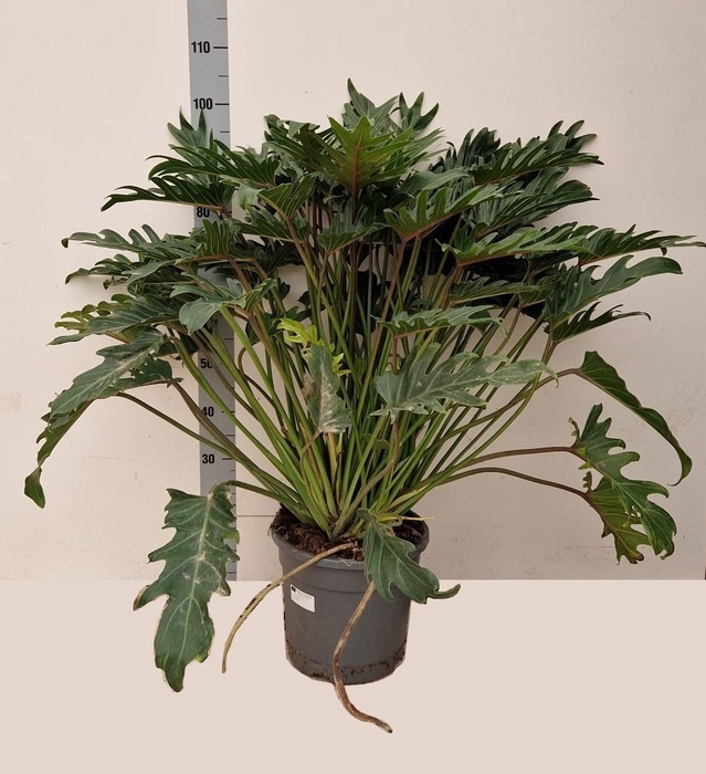 <h4>PHIL XANADU</h4>