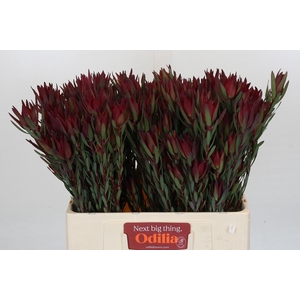 Leucadendron Blush Spray