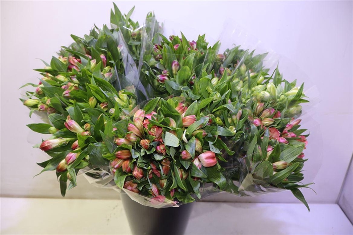 <h4>Alstr Gem In Fust</h4>