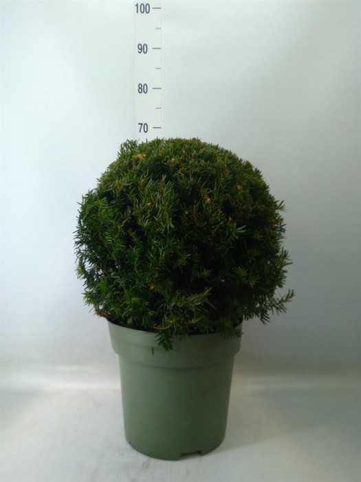 <h4>Taxus   ...</h4>