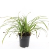 Carex morrowii Ice Dance