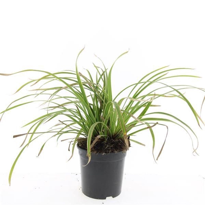 Carex morrowii Ice Dance