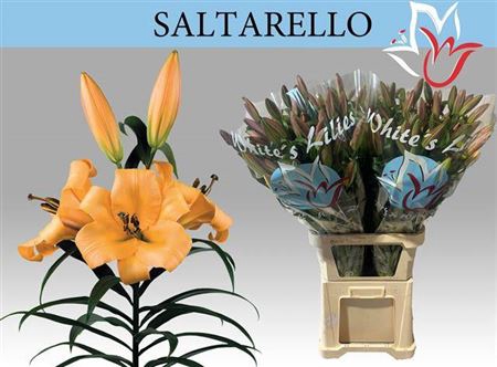 <h4>Li Ot Saltarello</h4>