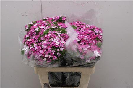 <h4>Di Barb Am Rose</h4>