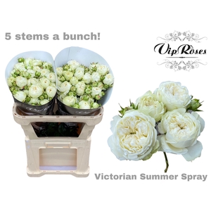 R TR VICTORIAN SUMMER