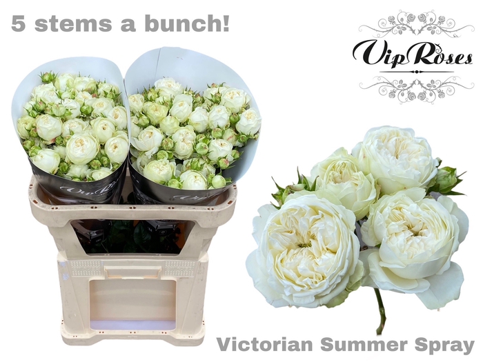 R TR VICTORIAN SUMMER
