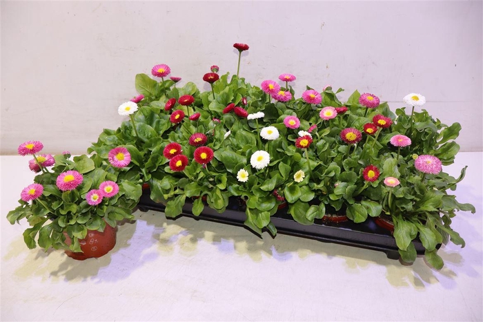 <h4>Bellis Perennis Gem</h4>