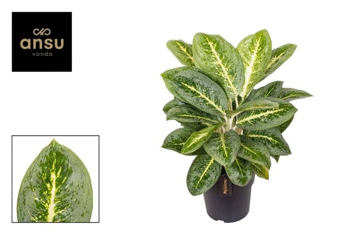 <h4>Aglaonema Lemon Mint</h4>