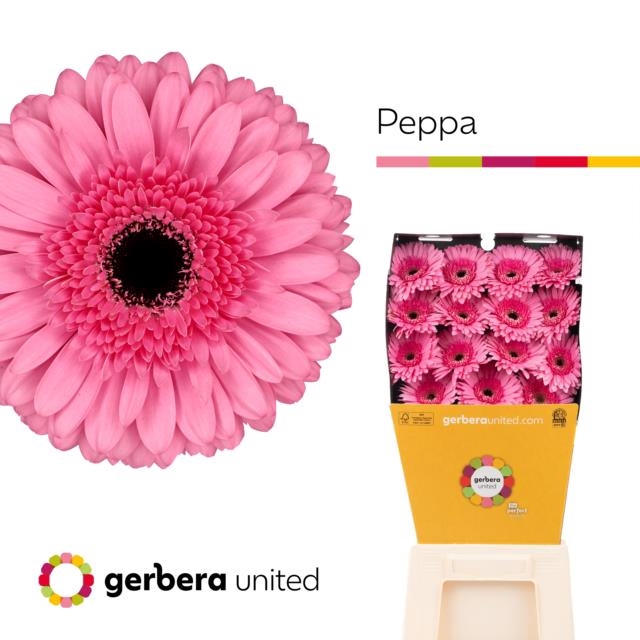 <h4>Gerbera diamond peppa</h4>