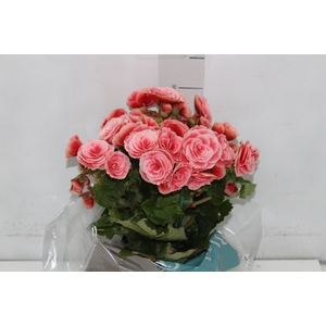 BEGONIA BORIAS P15