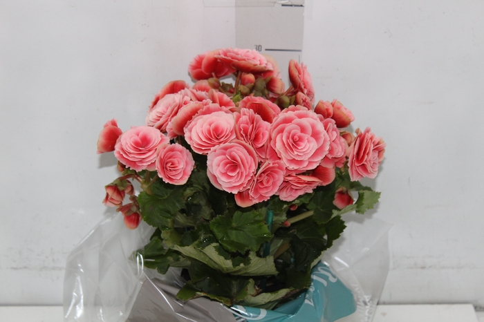 <h4>BEGONIA BORIAS P15</h4>